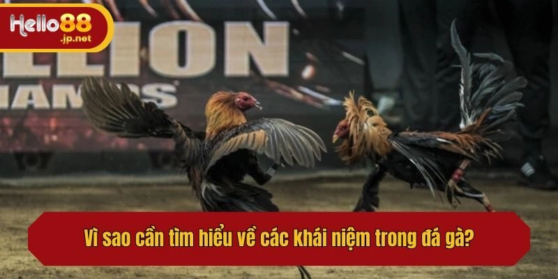 Vì sao cần tìm hiểu về các khái niệm trong đá gà?